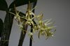 Dendrobium Hilda Poxon (Kopf Orchideen)